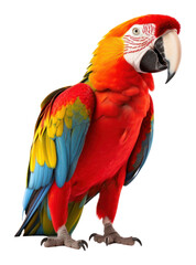 PNG Parrot animal bird white background.