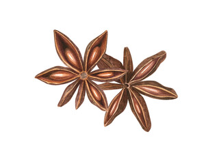 Two Star Anise seeds watercolor botanical illustration. Badian with delicate spicy aroma. Winter seasoning for decoration of menu, spice stores, Christmas and New Year hot drinks