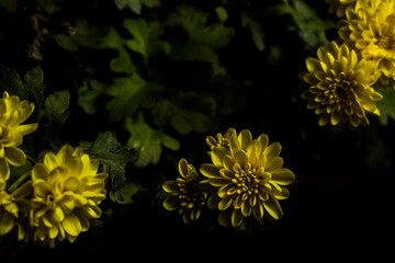 Margaridas