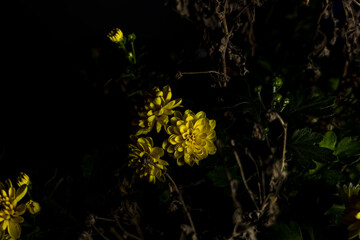 Margaridas