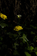 Margaridas
