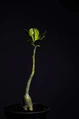 Rosa do deserto