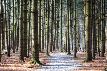 pine tree forest in the morning