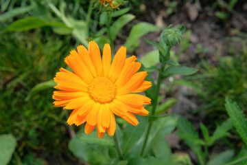 Calendula officinalis is blooming. Romantic plants. Nature floral background. Medicine flowers in meadow. Cottage garden.