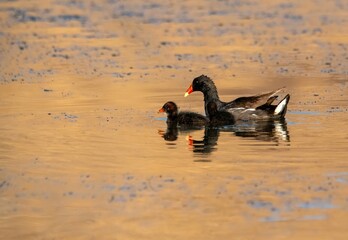 Common gallinule adult and chick floating in golden waters at sunrise in San Jacinto wildlife area