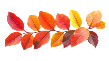 A branch of vibrant red, orange, and yellow leaves isolated on a white transparent background.
