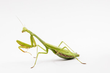 praying mantis isolated on white