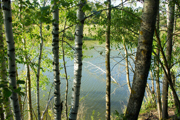 View of the lake through the trees.