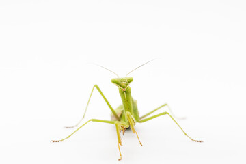 praying mantis isolated on white
