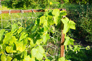 A green cucumber grows on a trellis.