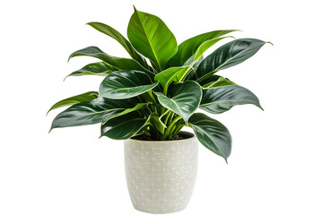 A potted plant with large green leaves in a white pot with a geometric pattern.