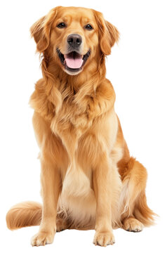 PNG Golden retriever dog sitting mammal animal pet.