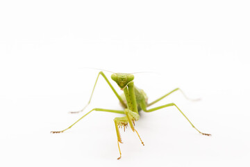 praying mantis isolated on white background