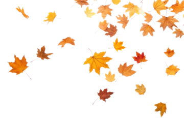 PNG Autumn leaves backgrounds falling maple.