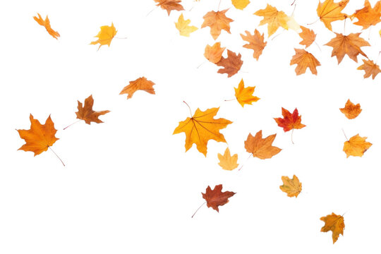 PNG Autumn leaves backgrounds falling maple.