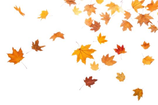 PNG Autumn leaves backgrounds falling maple.