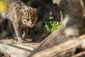 This captivating image of a fishing cat captures its alert and stealthy movement through its...
