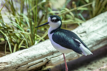 A close-up shot of a black-necked stilt, a wading bird with long legs and black-and-white plumage, standing on one leg near a log, with tall grass in the background.