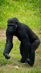 Plains gorilla enjoying its natural habitat