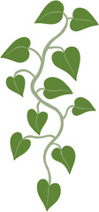 ivy plant drawing illustration.