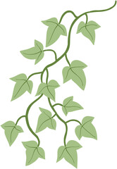 ivy plant drawing illustration.