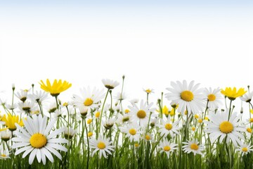 Close up panorama banner featuring a lush meadow with green grass and colorful wildflowers