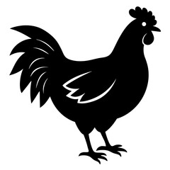 rooster isolated on white background