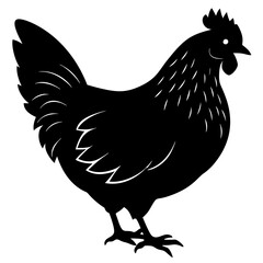 rooster isolated on white