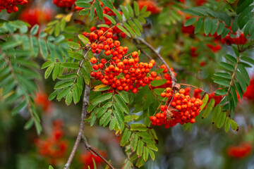 Obraz premium Vibrant clusters of red berries emerge on lush green branches during autumn in a natural setting