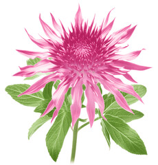 pink dahlia flower stylish look with white ground.