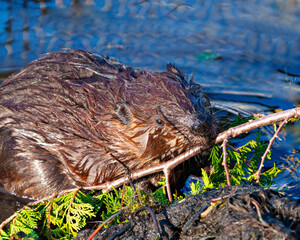 Beaver Photo and Image.  Close-up view building a beaver dam in a water stream flow and bringing a cedar branch to the site and enjoying its environment