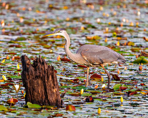 Blue Heron Photo and Image. Walking in water with water lily pads and foraging for food with a blur water background in its environment and habitat.
