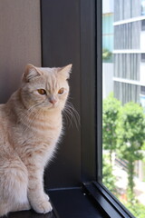 cat near the window