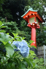 lantern and hydrangeas