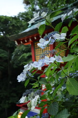 wooden light box with hydrangeas