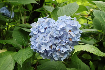 Heart shaped hydrangea
