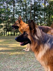 german shepherd dog
