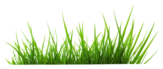 PNG Grass plant green lawn.