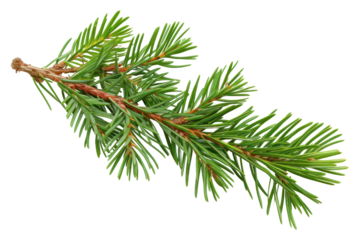 PNG Plant pine tree fir.