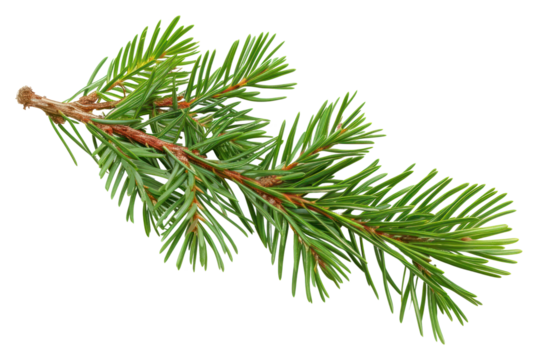 PNG Plant pine tree fir.