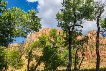 Shady cottonwood trees in the late spring.
