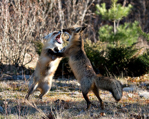 Red Fox Photo Stock. Foxes trotting, playing, fighting with a behaviour of conflict in their environment and habitat with a blur forest background in the spring season. Fox Image. Picture. Portrait.
