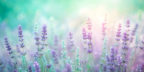 Obraz premium Lavender Dreamscape: A tranquil field of lavender blooms bathed in soft, pastel hues evokes a sense of serenity and tranquility. The gentle sunlight filtering through the delicate flowers creates a dr