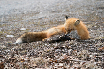 Red Fox Photo Stock. Fox Image.  Close-up profile view cleaning its paw in the spring season  in its environment and habitat with a blur background. Picture. Portrait.