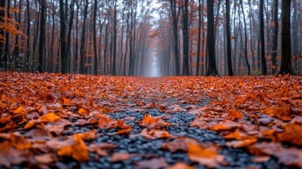 Serene Woodland Trail, a tranquil path enveloped by lush greenery and a dense layer of vibrant foliage, inviting exploration and reflection.