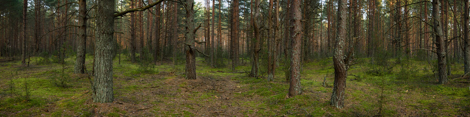summer pine mossy forest with old trees in the foreground. widescreen panoramic side view