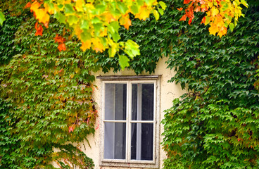 House covered with colorful creeper leafs,autumn season,Vienna, Austria