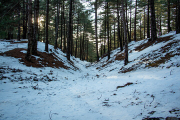 Winter landscape in the forest at sunset. The first snow in the forest. Footprints in the snow in a pine forest. Snowy winter forest with snow covered trees and rays of sun