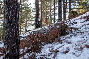 Dry grass in the snow in the winter forest, close up of photo. Snowy forest in early spring with first snow and trees around.