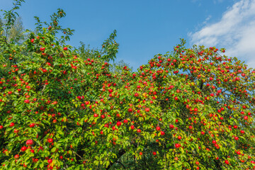 A Lush Apple Tree is Bursting with Juicy Ripe Red Apples Under the Clear Blue Sky Outdoors